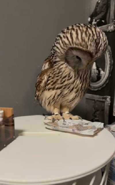 出所：@hiji.mozu_owl