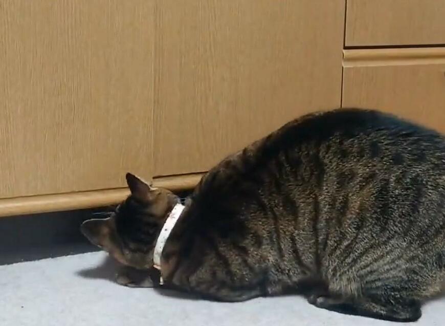 出所：@Mh0MLiErcV8E97C