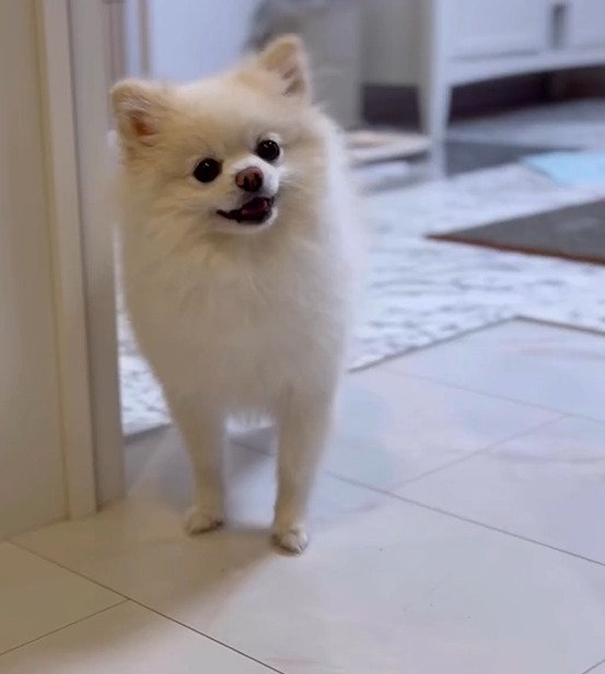 出所：@boku_ponchan