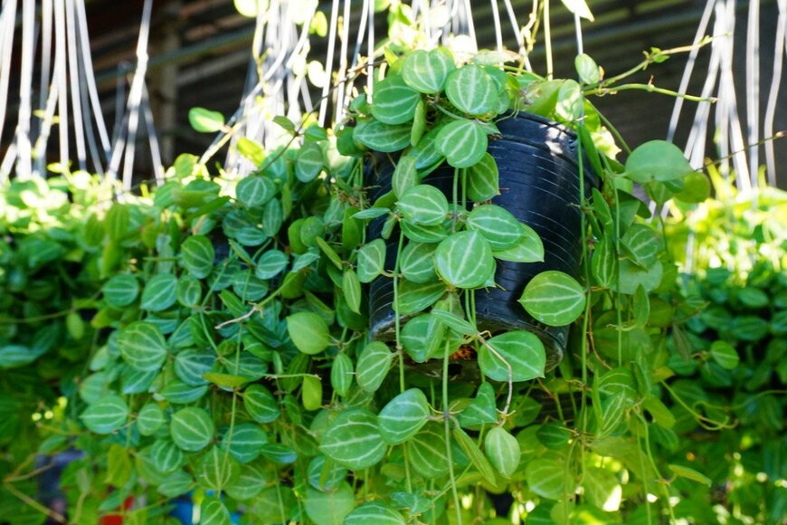 Supersmario/istockphoto.com