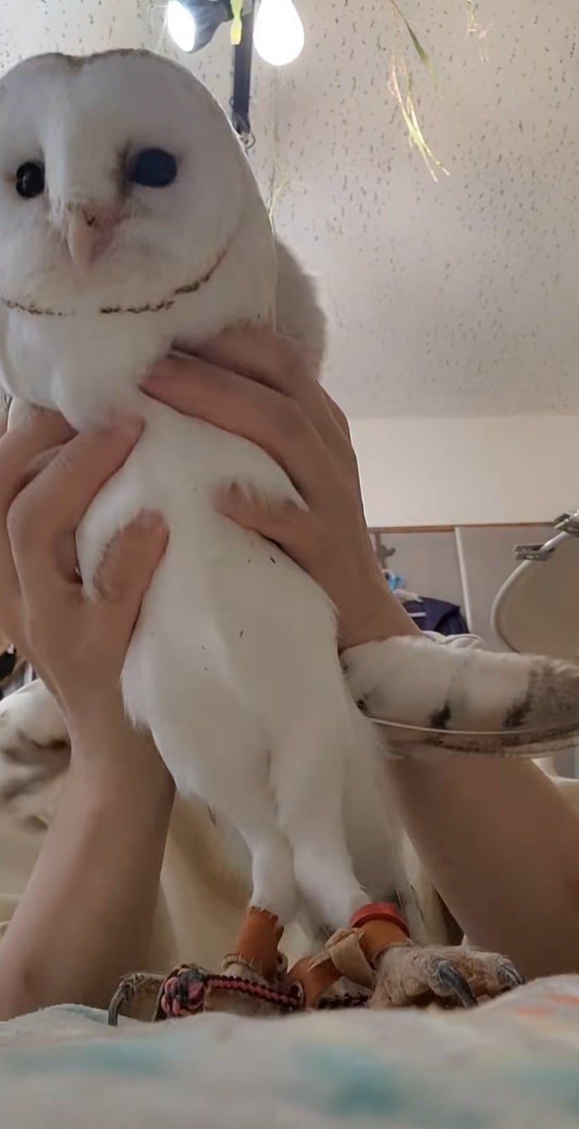 出所：@miki4wan108