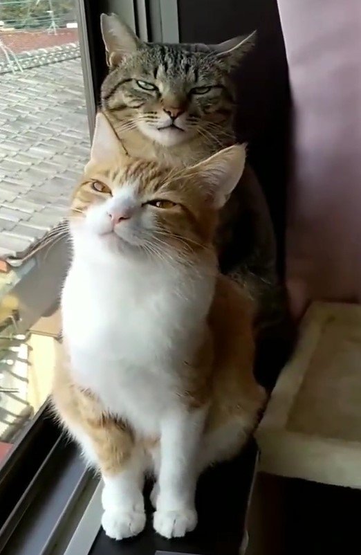 出所：@mero627puri914