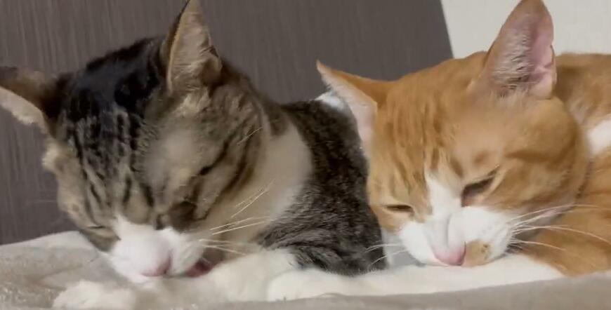 出所：@Neko2Obasan