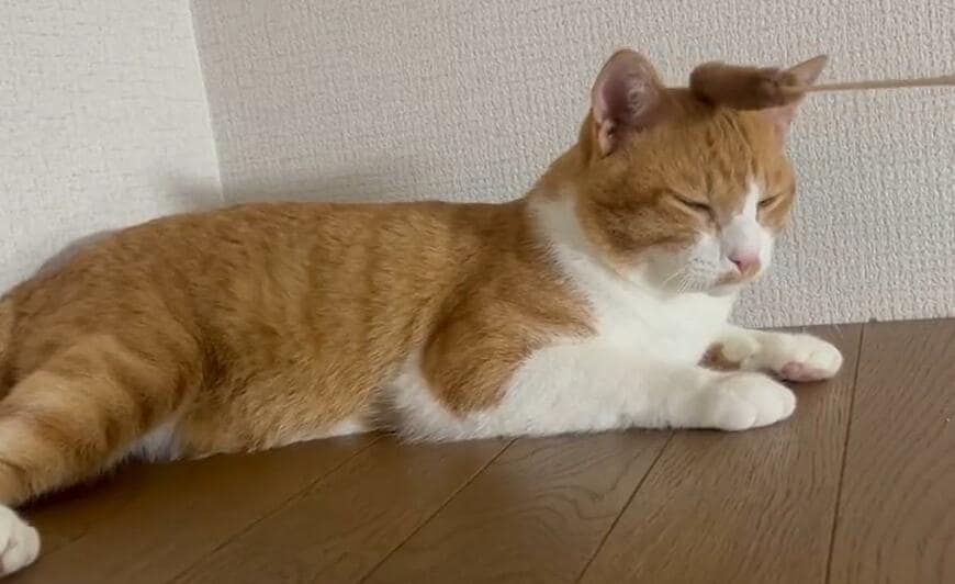 出所：@Neko2Obasan