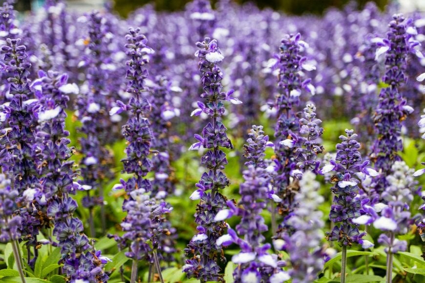 Sally B/shutterstock.com