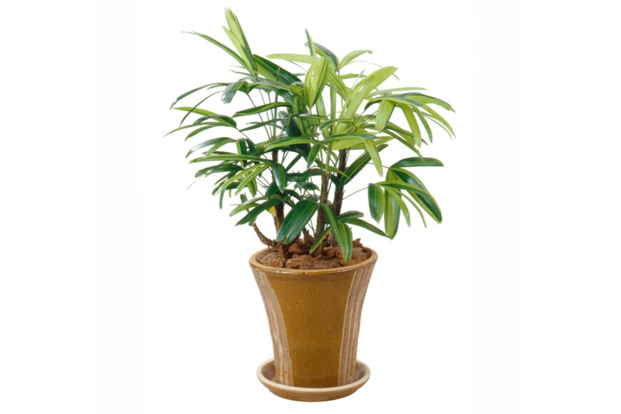 funny face/shutterstock.com