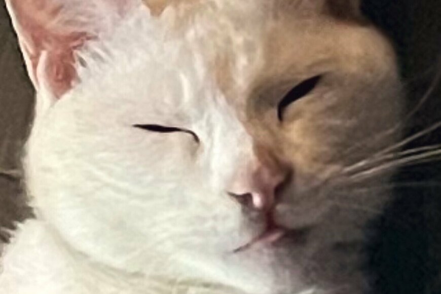 スヤスヤ眠る白猫ちゃん、表情をよく見ると…？爆睡する姿が面白かわいいとTwitterで話題に！