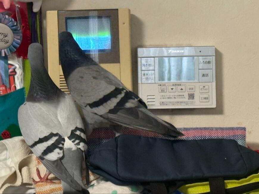 投稿の画像