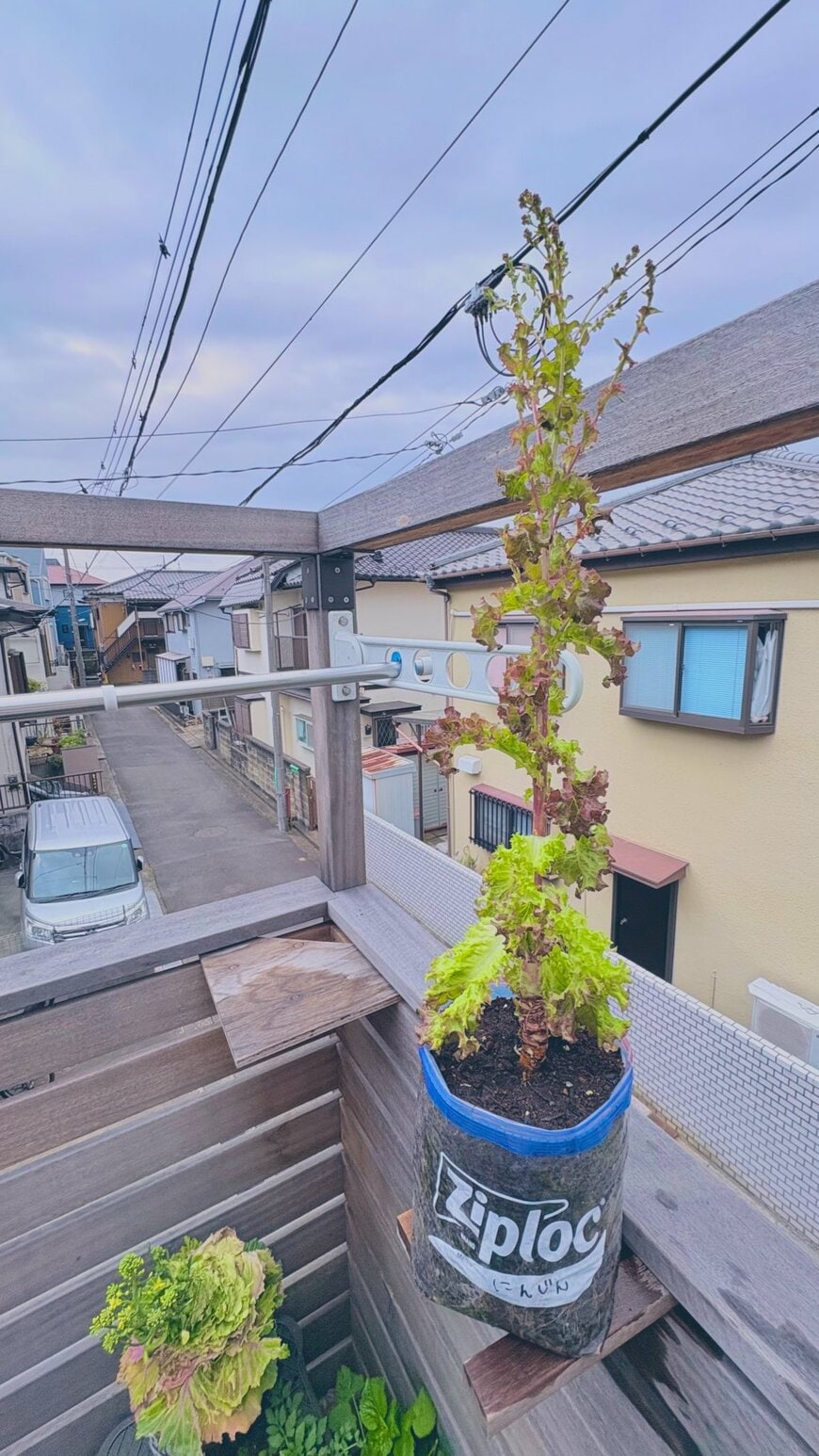 ジップロックですくすく育ったサニーレタス