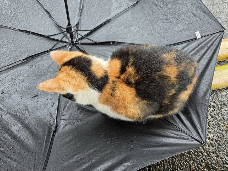 傘を取られてしまったようです