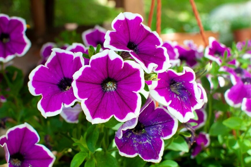 赤紫の花を咲かせている、ペチュニア