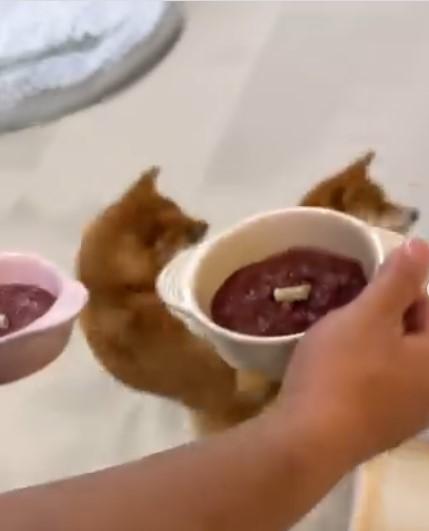 同じ方向を向く2匹の犬