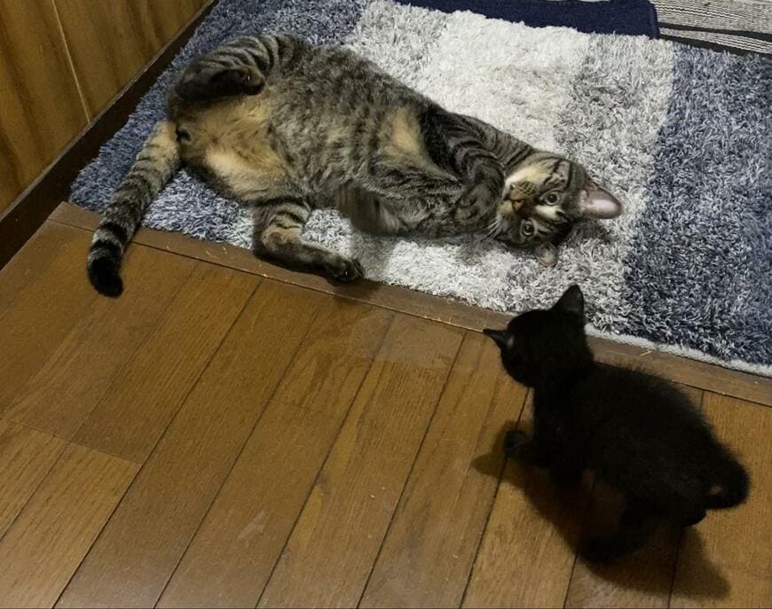 2匹の猫