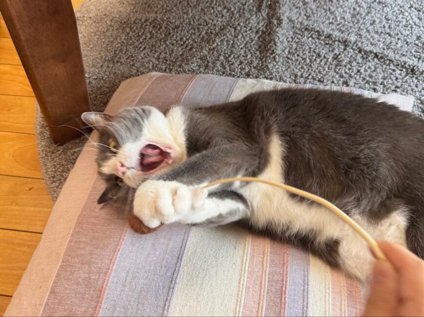 ダイエット中の猫