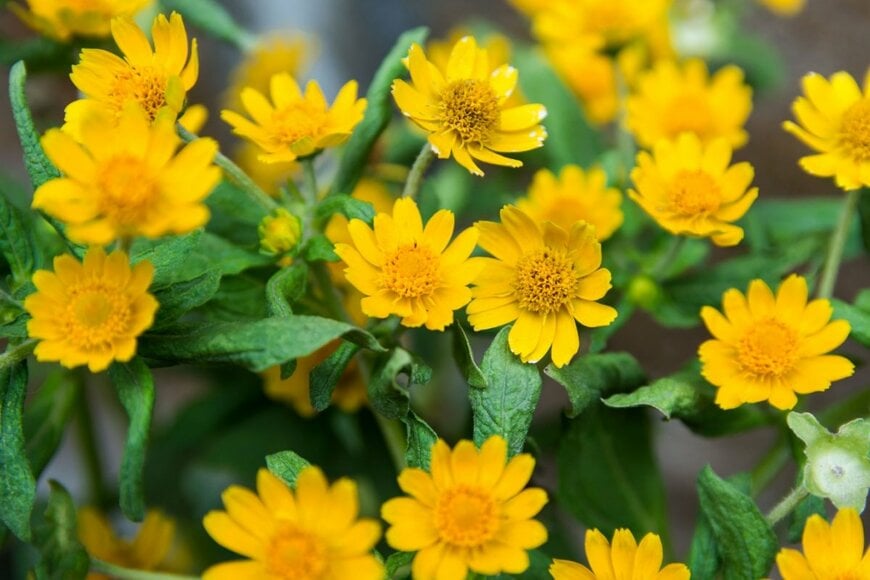 メランポジウムの花が咲いている。色は鮮やかな黄色