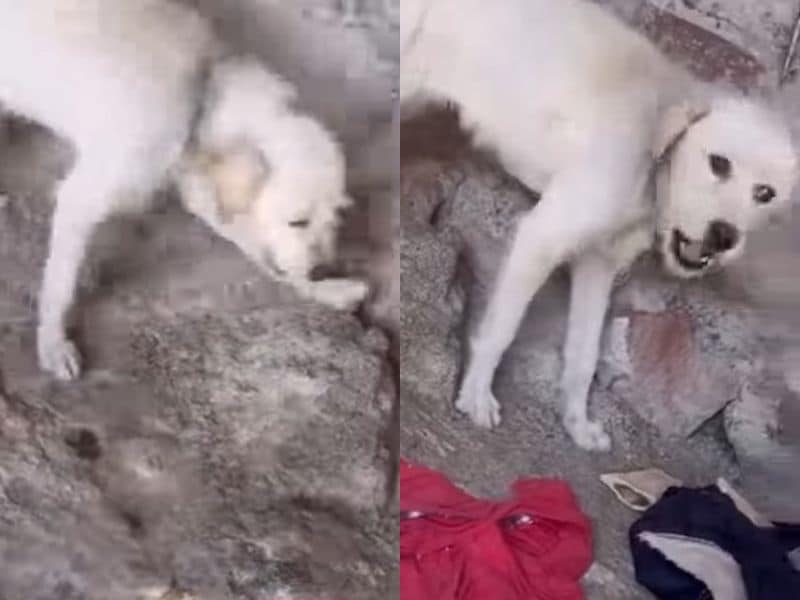 メキシコで短い鎖に繋がれたまま暮らしていた2歳のメス犬