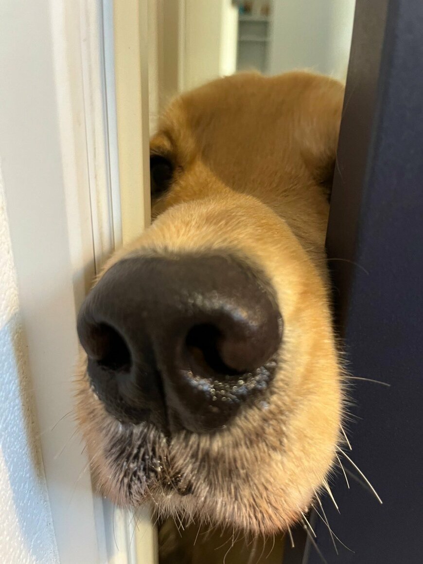 ゴールデンレトリバー