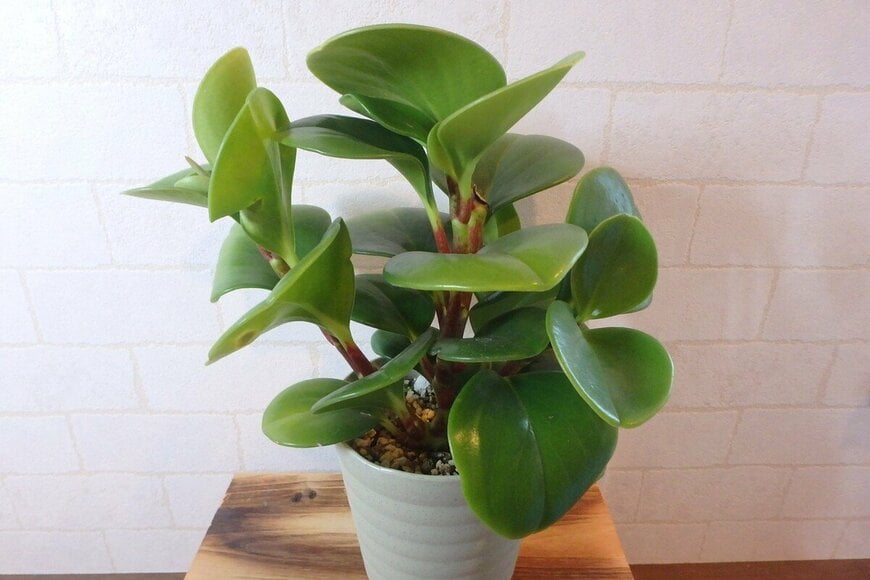 ダイソー、観葉植物ペペロミアの写真