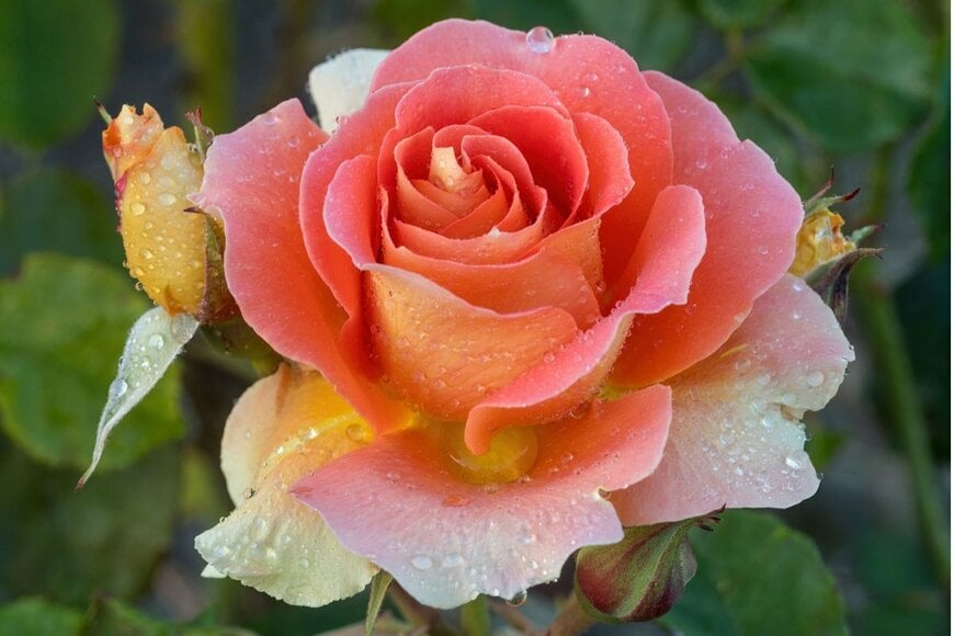 ピンクがかったオレンジ色の花が咲くブラスバンド