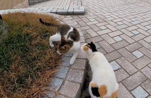 子猫の様子を見にきた猫