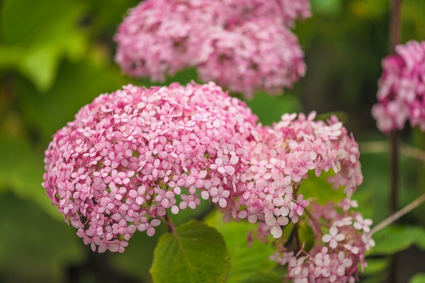 ピンクの紫陽花の花