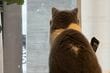 窓から「雪を眺める猫の背中」が話題　飼い主のひと言に「きれいにゃね」