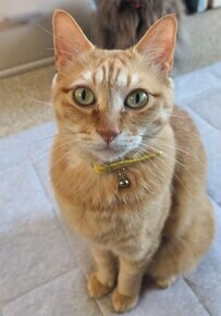 【話題】美形猫ちゃんがティラノサウルスに！？予想外すぎる表情に爆笑の嵐！