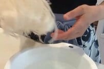 【作ってみたいです】そのまま詰めるだけ　モチモチ食感がたまらない「ライスヌードル弁当」がおいしそう