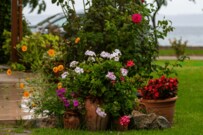 【ガーデニングの極意】いつもの庭が垢抜ける「5つの植物」