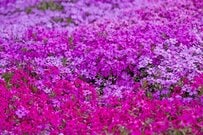 植えっぱなしで雑草対策《ローメンテなグランドカバー植物》3選！日陰OKの植物もご紹介します