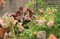 うちの庭に「植えてよかった」秋・冬・早春の庭を彩る《秋植え多年草》9選！植えっぱなしOKです