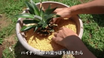 【パイナップル再生栽培】葉の植え付け～収穫1360日の「成長記録」長編レポ！育て方や花が興味深い