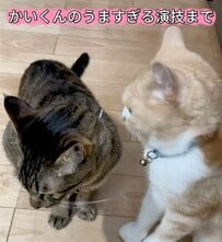 【まさか】“ハリウッド並みの演技力”を披露した猫が話題！予想外の姿に思わず二度見