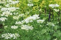 園芸歴30年ガーデナーが「うちの庭に植えてよかった」かわいい春の花《一年草＆多年草》9選