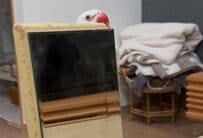 【アゴ力がすごいインコ】「裏側一体どうなってるの…？」どんな体勢で鏡につかまってるのか気になりすぎるインコが話題！