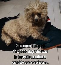 「陣痛に苦しみながら放置されていた犬」保護されて緊急帝王切開に皮膚病のケア…様々な困難を乗り越えて順調に回復する姿に涙