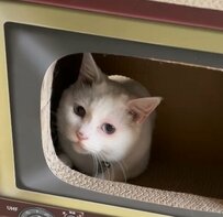 「詰まっちゃった？」猫ちゃんが頭隠して尻隠さず…中に入れない様子にSNSで反響続出