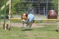 颯爽と走るコーギーのかっこいい写真　衝撃的な事実に爆笑「人間なら息止まるやつ」