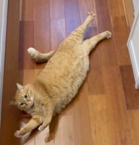 「無理、絶対無理」足元に近づく猫　突然の「お誘い」に降参する人が続出