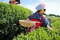 4歳児の「ガチ茶娘姿」を撮った写真がXで話題　かわいすぎて悶絶する人が続出