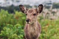 なぜ奈良県は”老後資金”に強いのか？不足額の少なさで「全国1位」！仮に「2000万円目標」で20年間NISAしたらどうなる？シミュレーション結果を公開