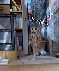【走るフクロウとおばあちゃん】「えっほ、えっほ」軽快なフクロウさんとおばあちゃんの動画が大反響！