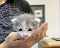 【大人になった】病院通いで身体が弱かった子猫　1年後の「成長した姿」に思わず感動