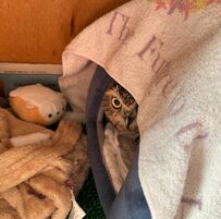 【籠城するフクロウ】堂々と同居フクロウのテントを占拠！迫力のある眼差しから目が離せない