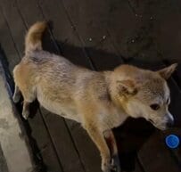 車にひかれ道路脇に倒れていた柴犬を保護 病院で妊娠と深刻な内出血が判明し、懸命な治療を受けることに