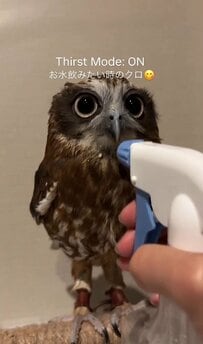 【まんまるおめめが…】水を飲みたい時と飲みたくない時がわかりやすいフクロウさん　あからさまな変化に「めちゃくちゃかわいい」