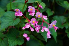【日陰に強い秋の花】おしゃれな《多年草・一年草》9選！しっとり落ち着いたシェードガーデンに