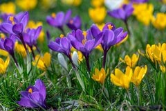 【2月の寄せ植え】植えっぱなしで毎年可愛い♡ クロッカスの魅力を倍増させる《寄せ植えの黄金ルール》