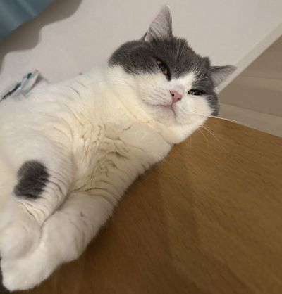 あんよまでモフモフの「ぶりもっちちゃん」