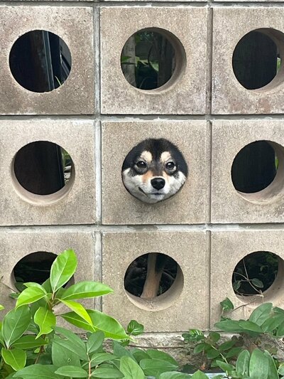 黒柴のかりんちゃんがこちらを見ている